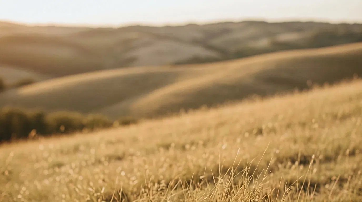 Rolling hills at dusk